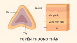 Vai trò của vỏ thượng thận và bệnh lý liên quan