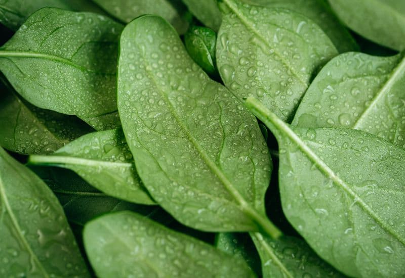 Thực phẩm tốt cho bà bầu trong 3 tháng đầu - Folic acid (axit folic/folate)