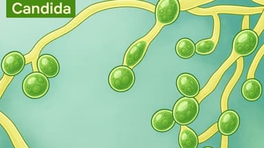 Điều trị nấm Candida ở âm đạo – Hiểu đúng để trị dứt điểm