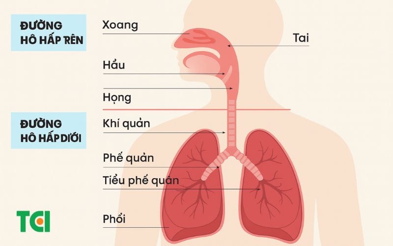 Nguyên nhân gây ho ra đờm trắng là gì?