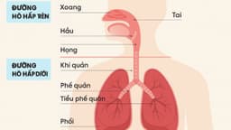 Ho ra đờm trắng là bệnh gì? Nguyên nhân và cách điều trị