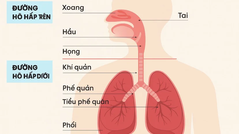 Ho ra đờm trắng là bệnh gì? Nguyên nhân và cách điều trị