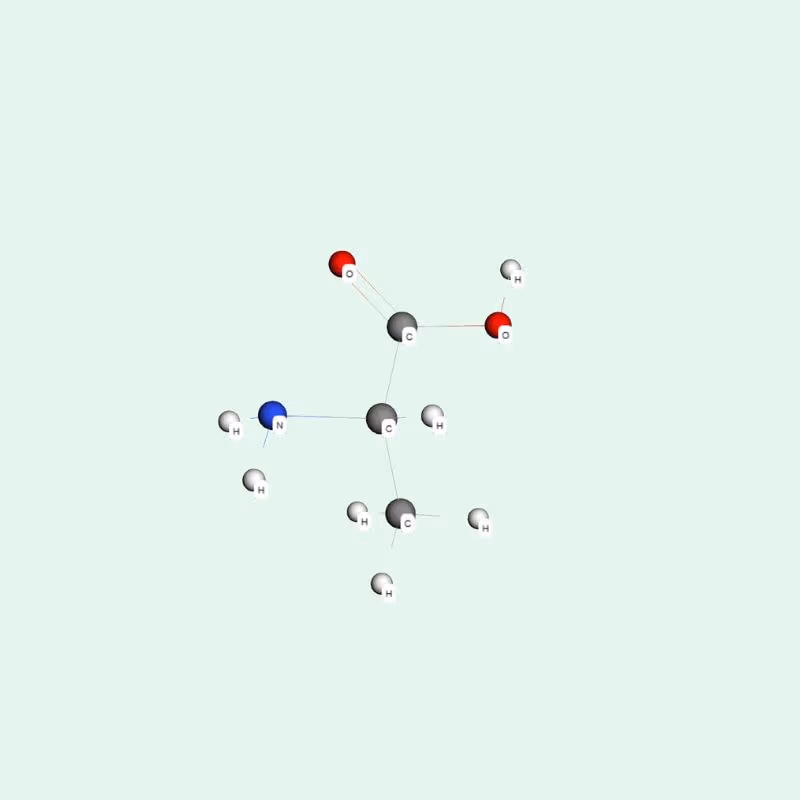 Một trong những chức năng alanine nổi bật nhất là vai trò trung tâm trong chu trình Glucose-Alanine.