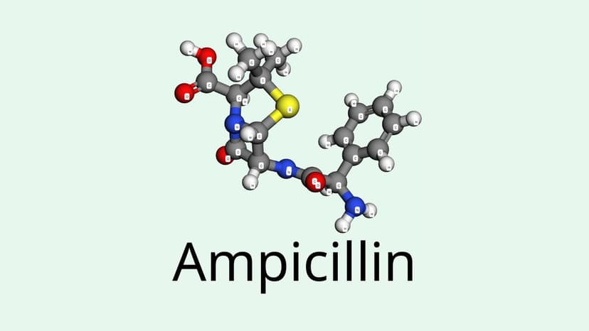 Ampicillin là hoạt chất gì? Tác dụng và cách dùng