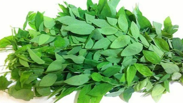 Bà bầu có nên ăn rau ngót và những lưu ý quan trọng mẹ cần biết