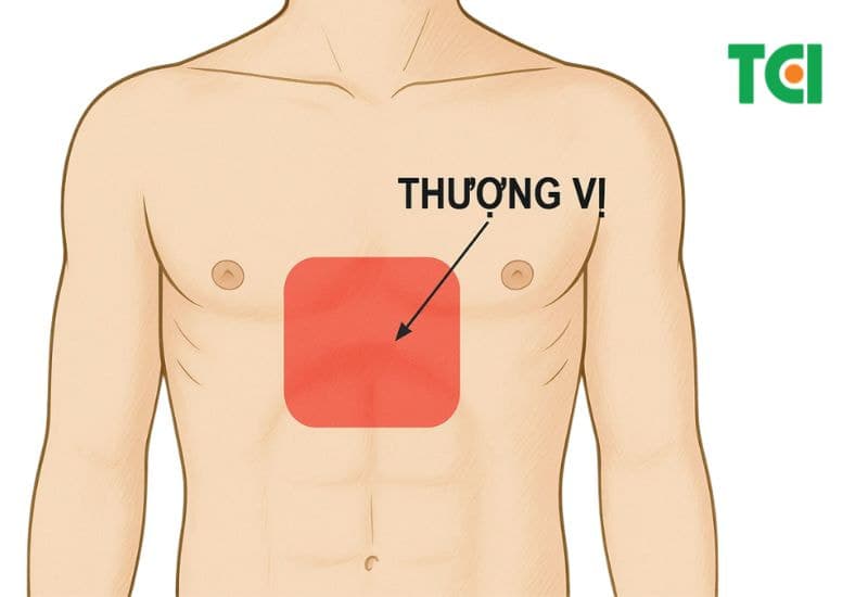 Người bị viêm loét dạ dày thường đau âm ỉ hoặc bỏng rát vùng thượng vị, nhất là khi đói hoặc về đêm.