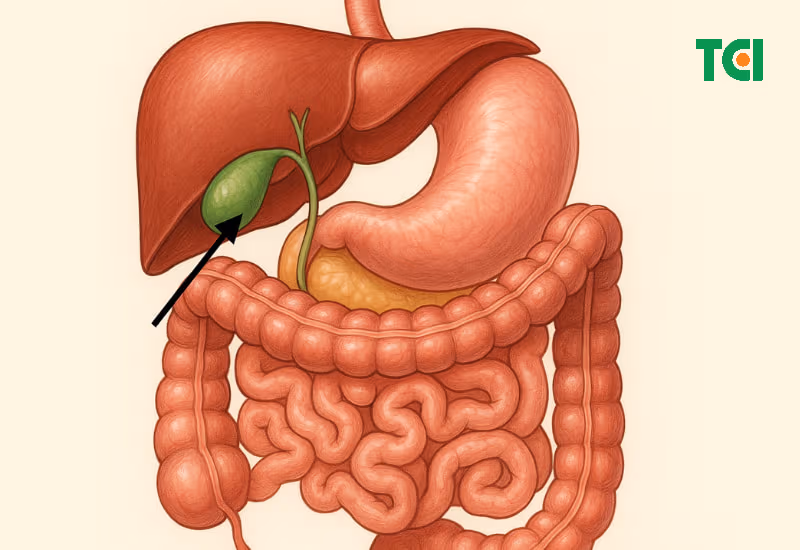 Vị trí thường thấy của túi mật.