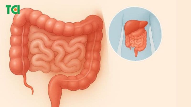 chức năng của ruột thừa