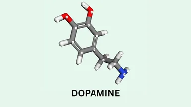 Dopamine là hoạt chất gì, có vai trò gì với con người?