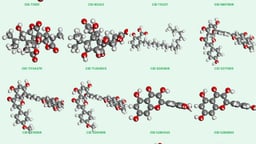 Ginkgo biloba là hoạt chất gì? Tác dụng và cách dùng