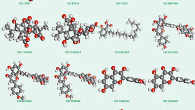 Ginkgo biloba là hoạt chất gì? Tác dụng và cách dùng