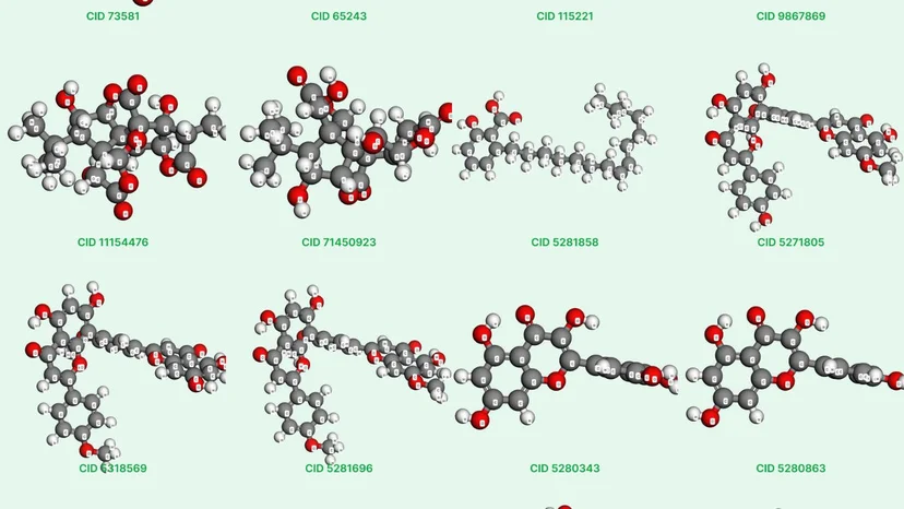 Ginkgo biloba là hoạt chất gì? Tác dụng và cách dùng