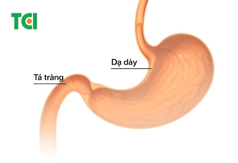 Vị trí của tá tràng trong cơ thể