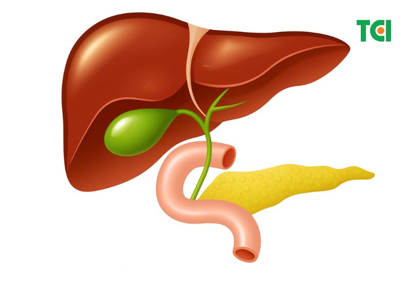 Vị trí túi mật trong cơ thể người.