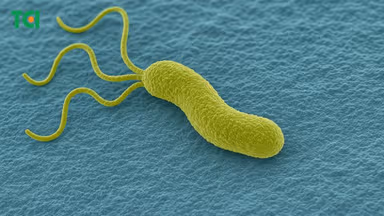 Hiểu đúng về tình trạng nhiễm vi khuẩn HP