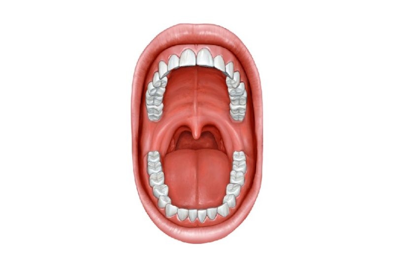 Vai trò của niêm mạc miệng