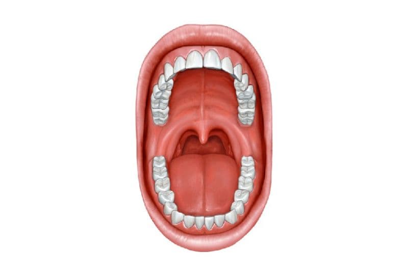 Vai trò của niêm mạc miệng