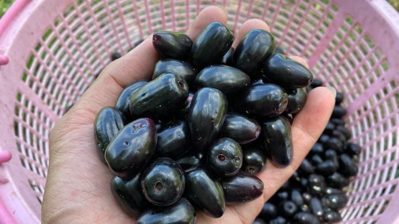 Quả trám đen có bao nhiêu calo?