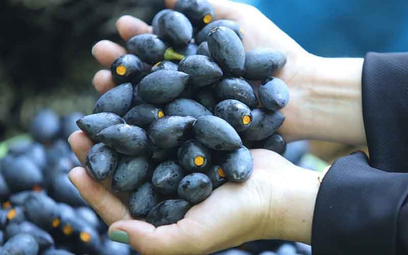 Quả trám đen có bao nhiêu calo?