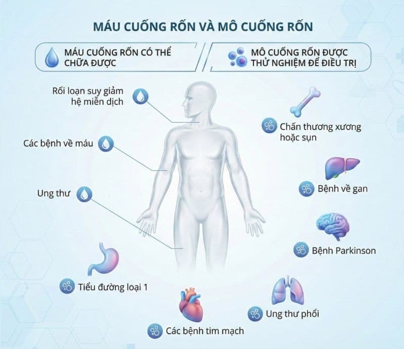 Tế bào gốc có thể chữa được hơn 80 loại bệnh.
