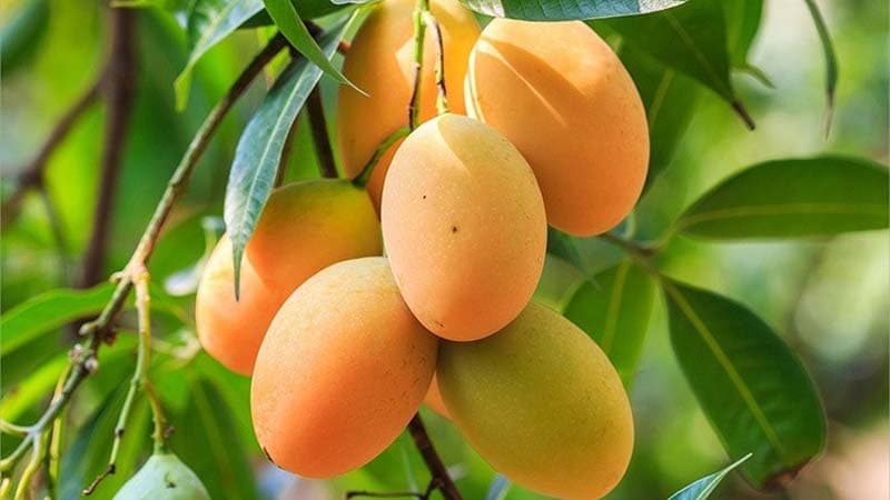 Chùm xoài xanh và xoài đang chuyển chín trên cây.