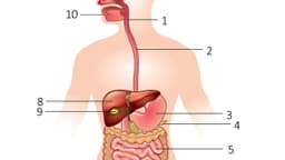 Đường tiêu hóa trên gồm những bộ phận nào?