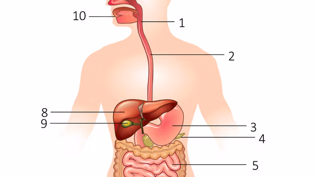 Đường tiêu hóa trên gồm những bộ phận nào?