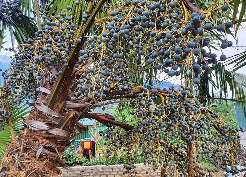 Chùm quả cọ chín màu tím đen mọc dày trên cây cọ trong khu vườn.