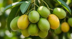 1 quả cóc chứa bao nhiêu calo?