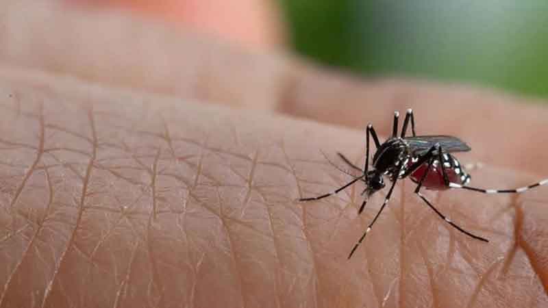 Mỗi người có thể mắc sốt xuất huyết mấy lần trong suốt cuộc đời?