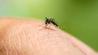 Triệu chứng sốt xuất huyết theo ngày