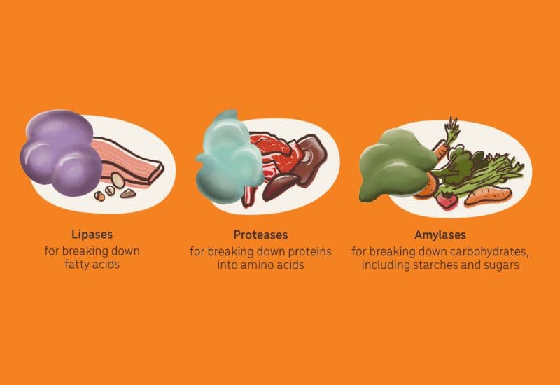 men tiêu hóa có giảm cân không