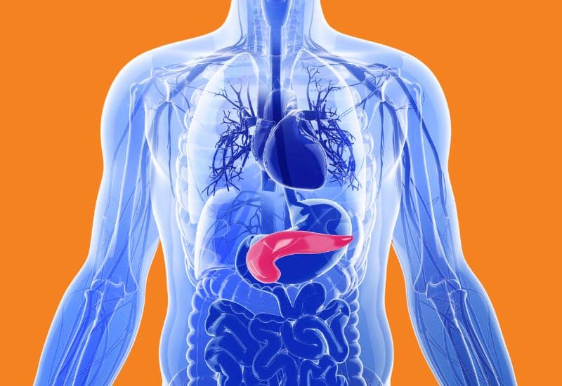 men tiêu hóa có giảm cân không