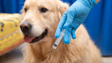 Bệnh dại có lây qua đường nước bọt không?