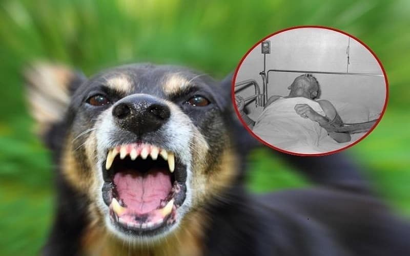 bệnh dại lây qua đường nào