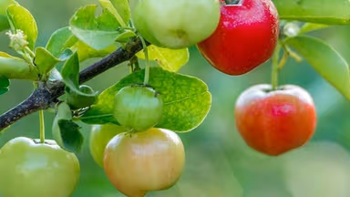 Bị tiểu đường tuýp 2 có ăn sơ ri được không?