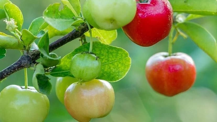 Bị tiểu đường tuýp 2 có ăn sơ ri được không?