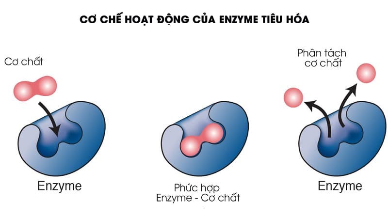 enzyme phân giải protein