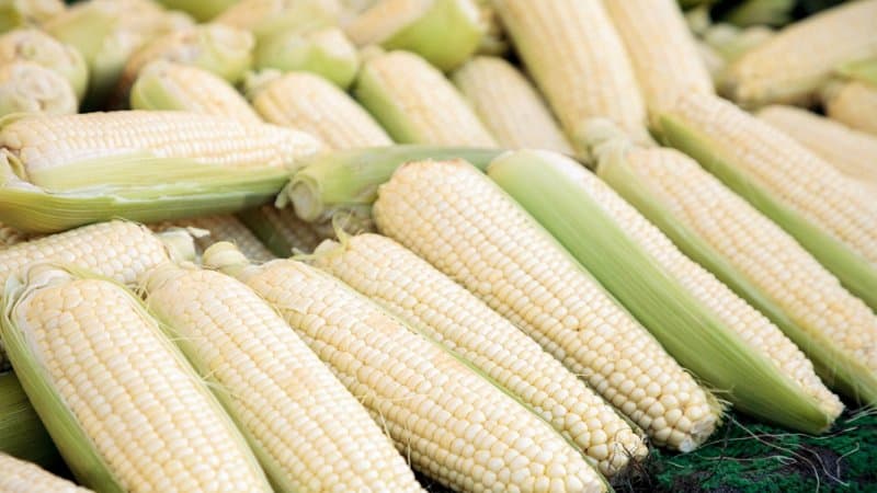 chỉ số đường huyết của ngô nếp