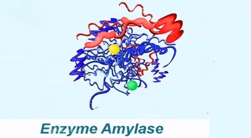 enzyme phân giải tinh bột