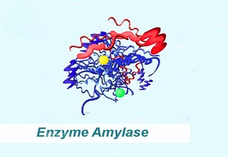 enzyme phân giải tinh bột