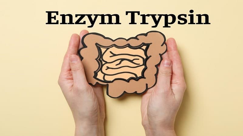 enzyme phân giải protein