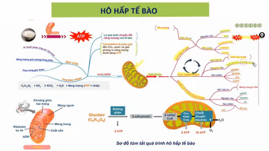 Vì sao glucose cần cho quá trình hô hấp tế bào?