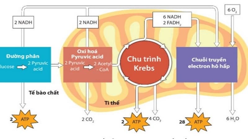 glucose cần cho quá trình hô hấp tế bào