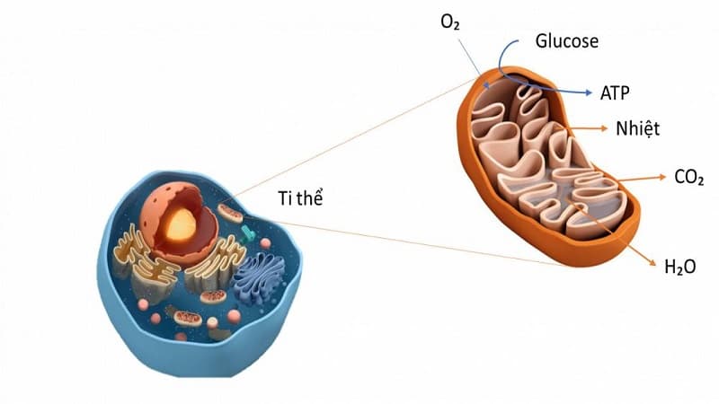 glucose cần cho quá trình hô hấp tế bào