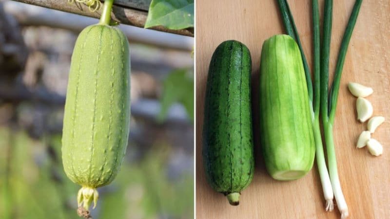 suy thận có ăn được mướp không