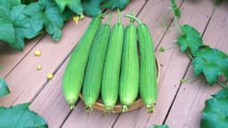 Bị suy thận có ăn được mướp không?