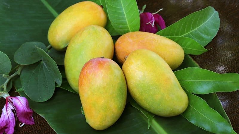 suy thận ăn xoài được không