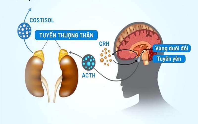 suy thượng thận do tuyến yên