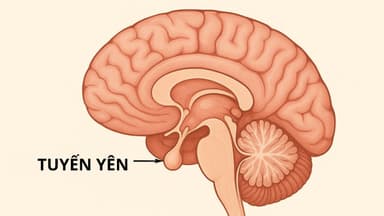 Bệnh suy tuyến yên có chữa được không? Có nguy hiểm không?